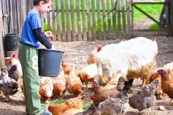Animals on the Farm Unit Studies and Farming for Kids Learning Resources child feeding chickens and sheep on a farm