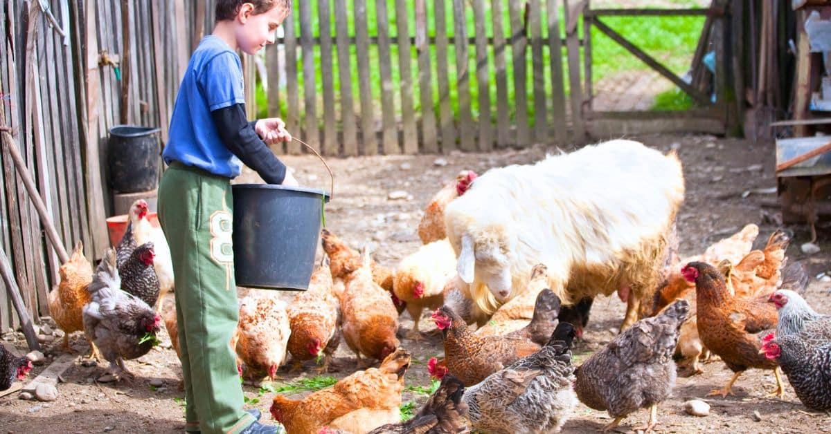 Animals on the Farm Unit Studies and Farming for Kids Learning Resources child feeding chickens and sheep on a farm