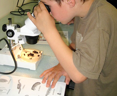 Student Microscope Reviews boy looking into a microscope at insects