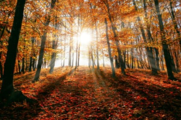 Fall Equinox Lesson Plans fall sunshine through trees with orange leaves falling