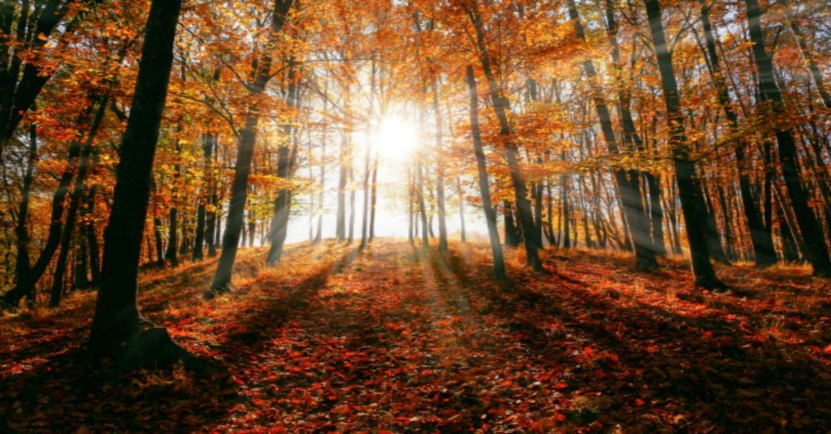 Fall Equinox Lesson Plans fall sunshine through trees with orange leaves falling