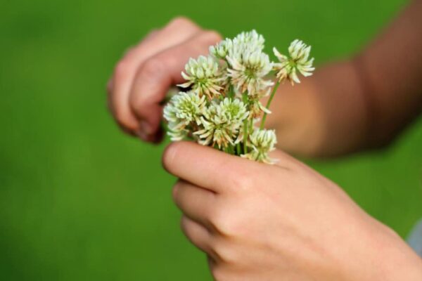Spring equinox lesson plans: girl's hands holding a bouquet of picked clover Spring flowers