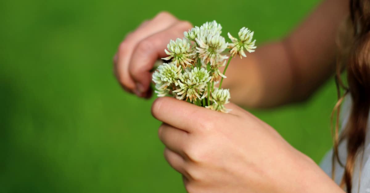 Spring equinox lesson plans: girl's hands holding a bouquet of picked clover Spring flowers