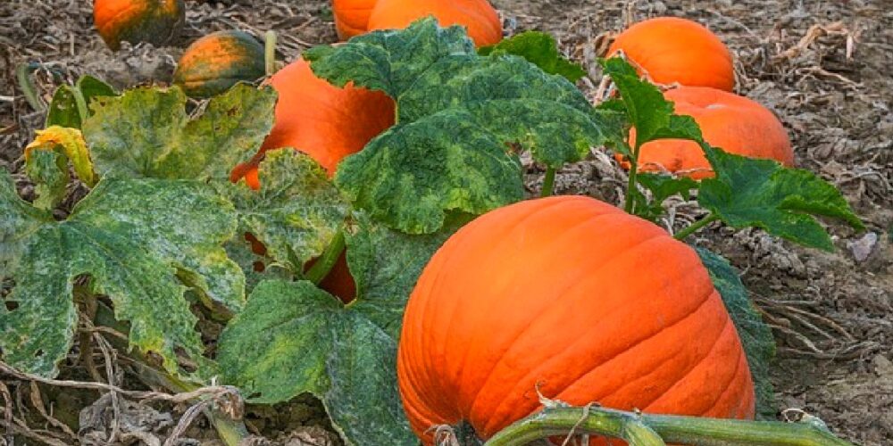 Free Printable Pumpkin Life Cycle Worksheet pumpkins in a pumpkin patch