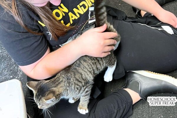 Summer Volunteer Opportunities For Teens - teenager volunteering at an animal shelter with cats