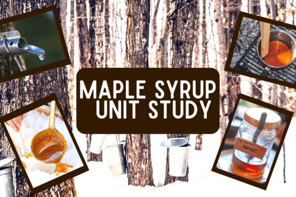 Maple Syrup Unit Study For Kids (Lessons About Maple Syrup) images of tapping maple syrup on maple trees in snow